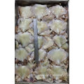 Frozen Squid Leftover Wing Nototodarus Sloanii 400-600g